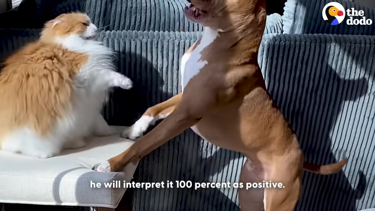 A fluffy orange and white cat sitting on a white chair swats its paw towards a brown and white dog standing on its hind legs.