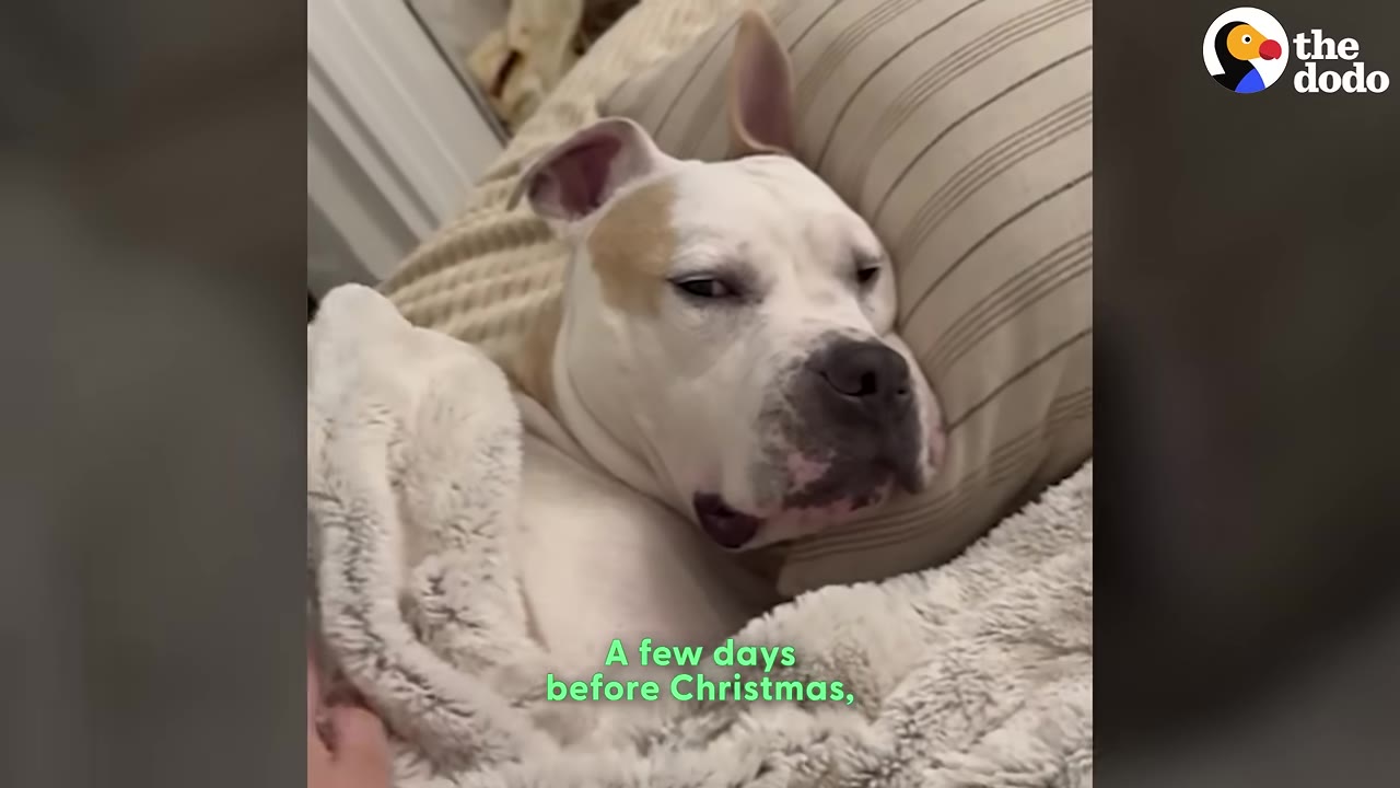A white and tan dog resting its head on a striped pillow under a fluffy blanket, looking relaxed.