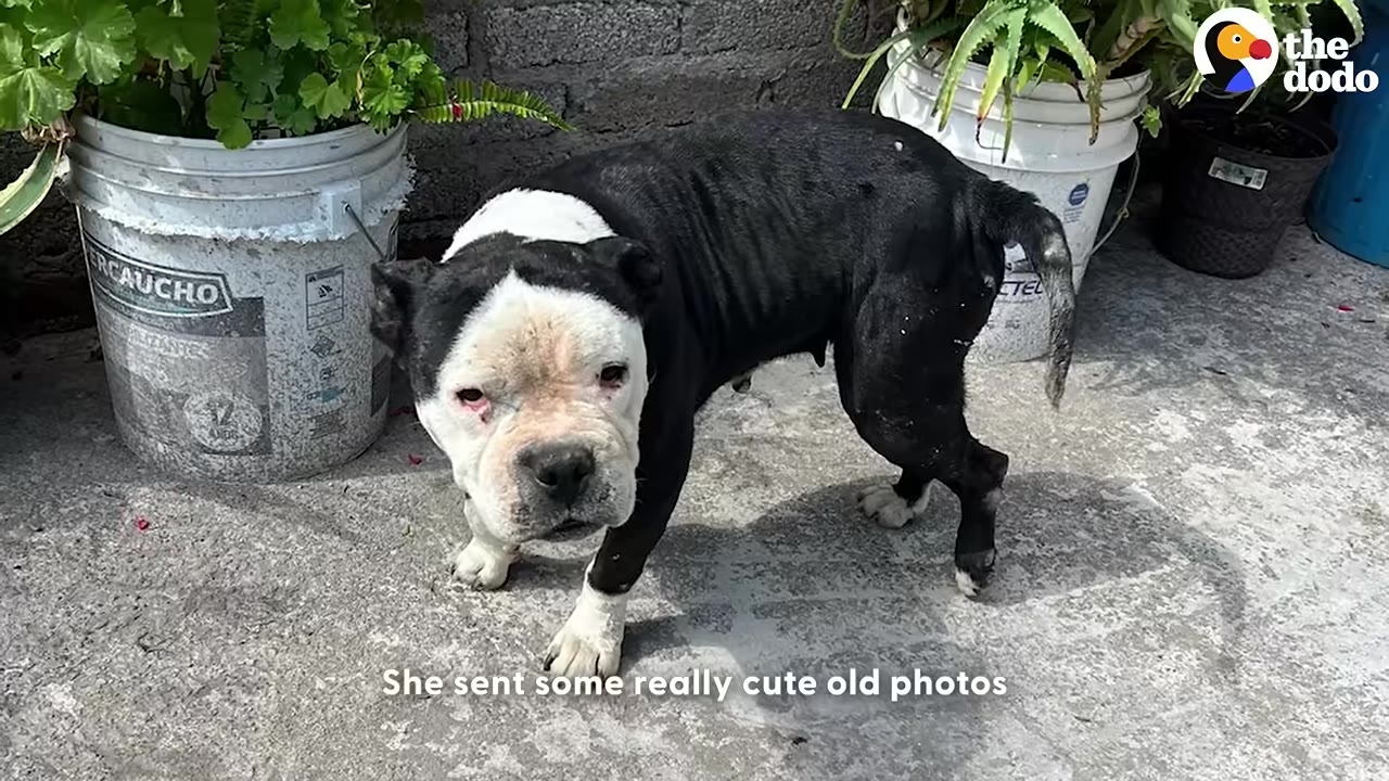 A black and white dog stands on a concrete patio next to potted plants, looking directly at the camera.