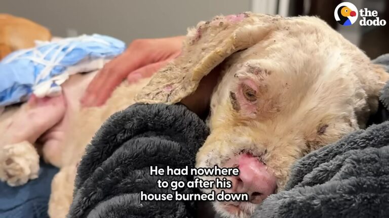 California Dogs Faced Heartbreaking Odds, But Unexpected Acts Of Kindness Changed Their Stories Forever