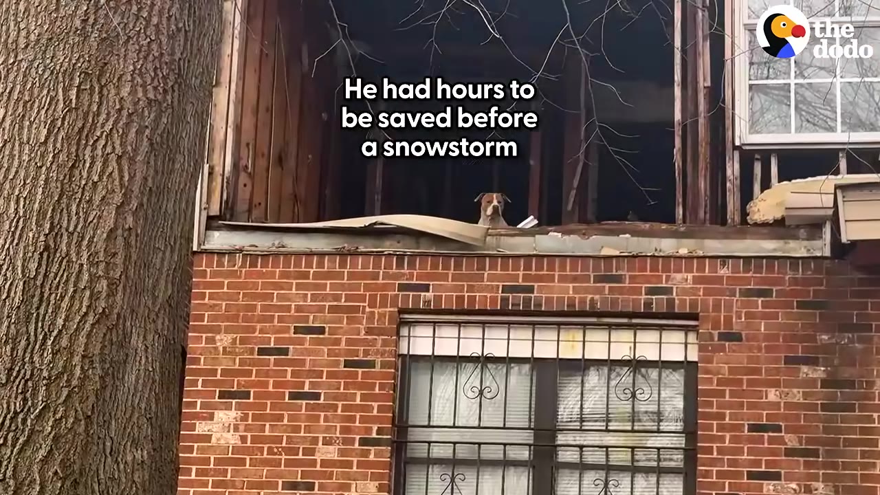 A brown and white dog peers out from the open second story of a damaged brick building.