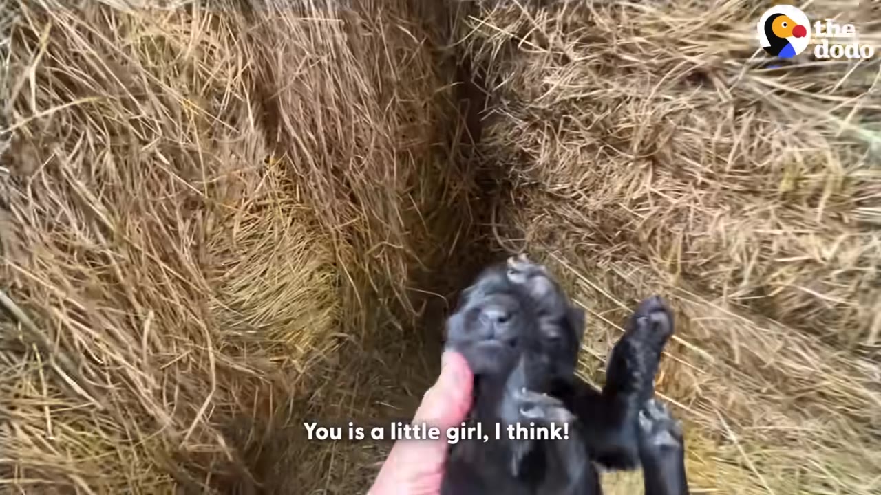 A hand gently holds a small, plump black puppy in front of a background of hay bales.