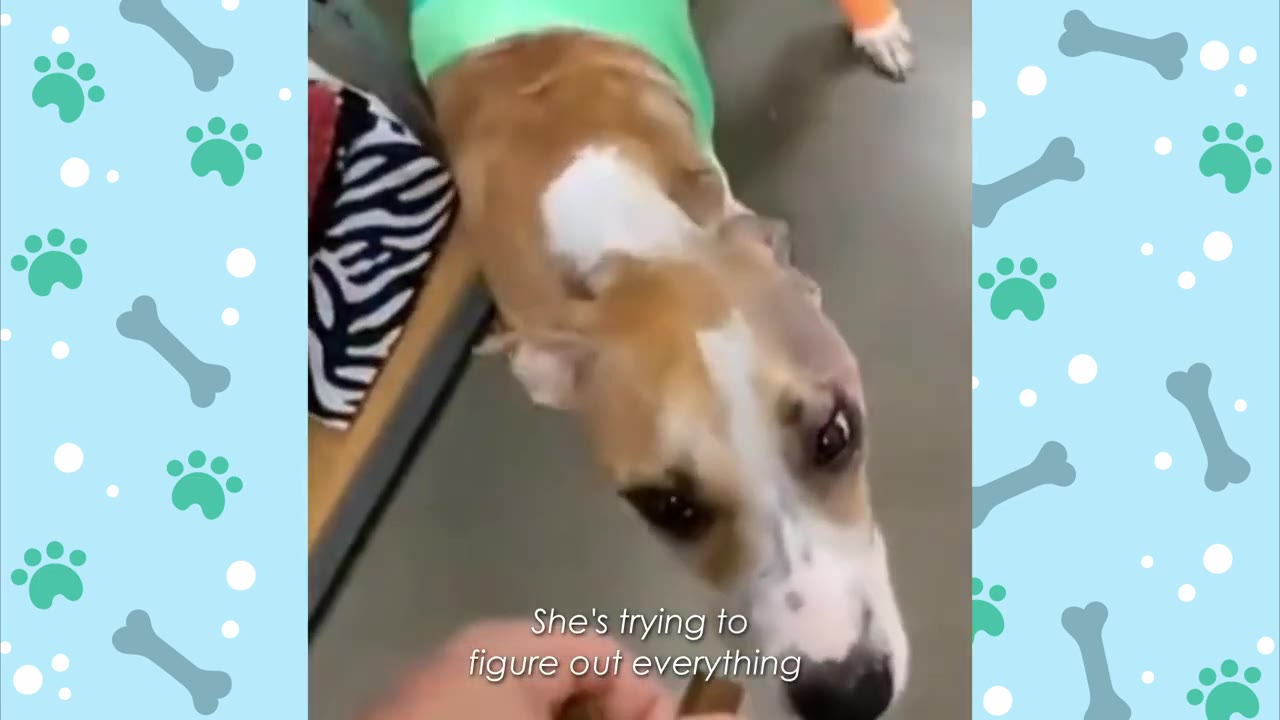 A tan and white dog looking up curiously at a hand offering a treat, no longer wearing a medical cone.
