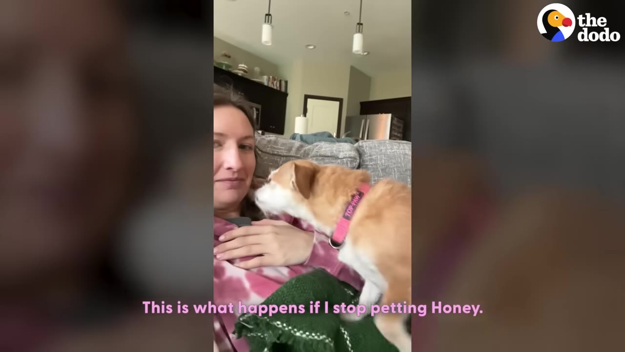 A small brown and white dog with a pink collar climbs onto a woman's chest to get her attention.