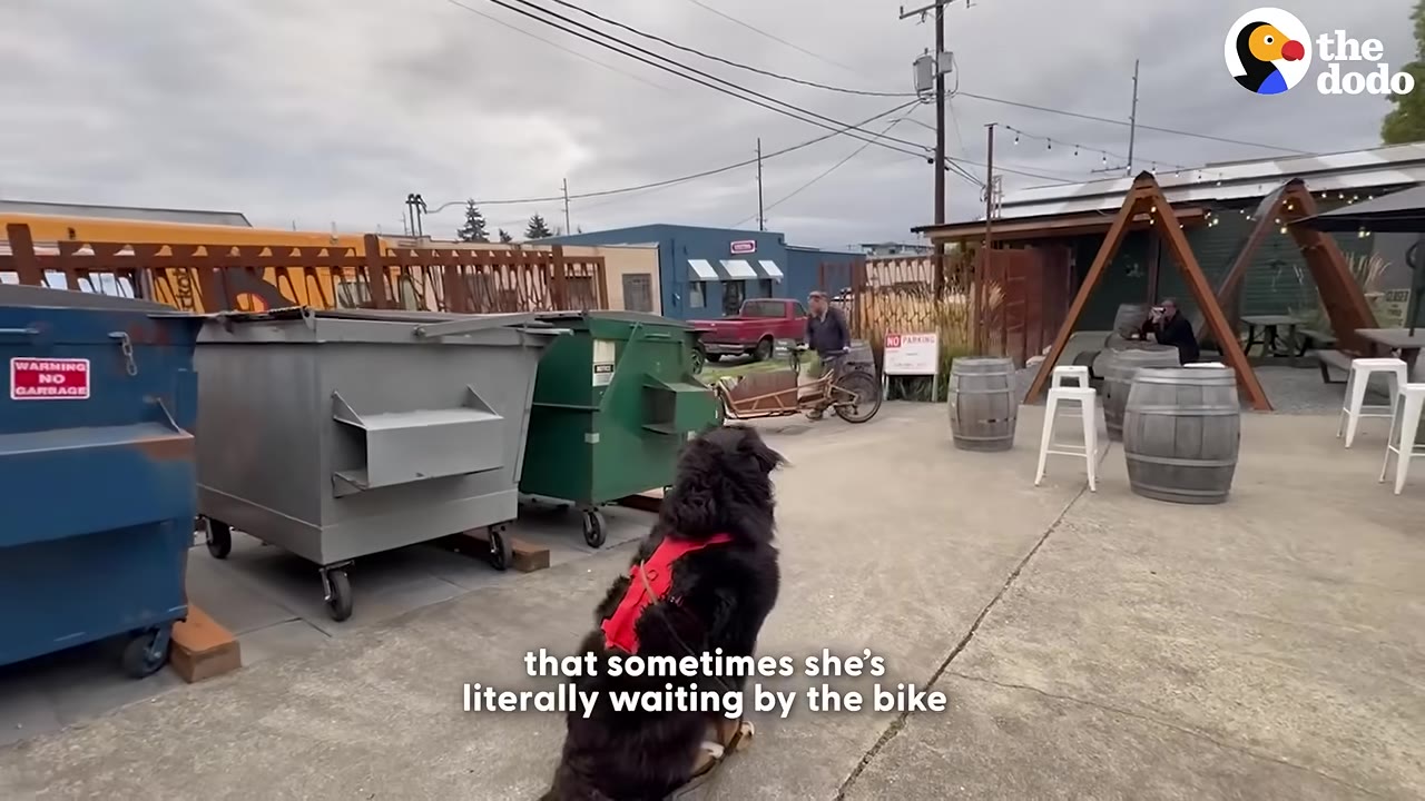 A large black and brown dog wearing a red harness sits on a concrete path, looking towards a man wheeling a cargo bicycle in the background.