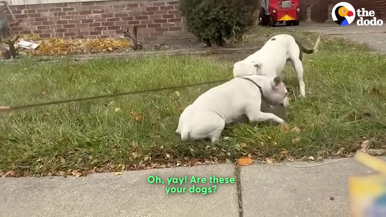 Two white dogs interact on a grassy lawn, with one dog on a leash sniffing the other.