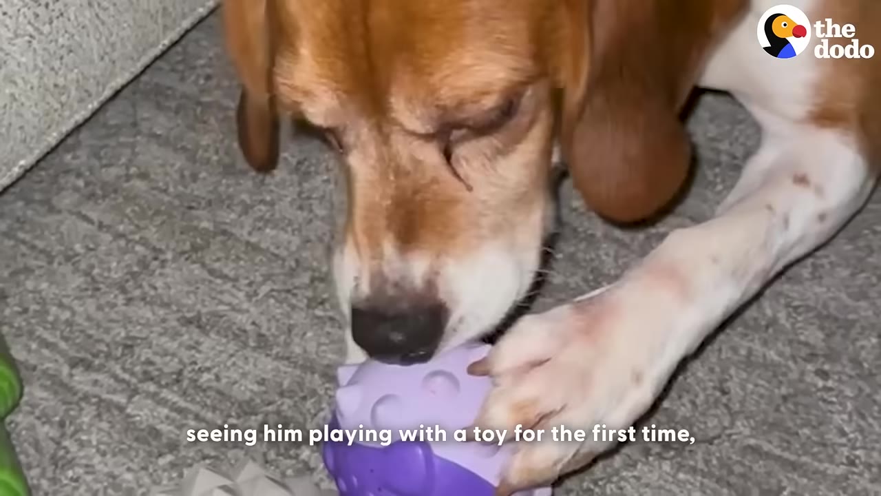 A close-up of a brown and white beagle playing with a purple toy on a carpeted floor.