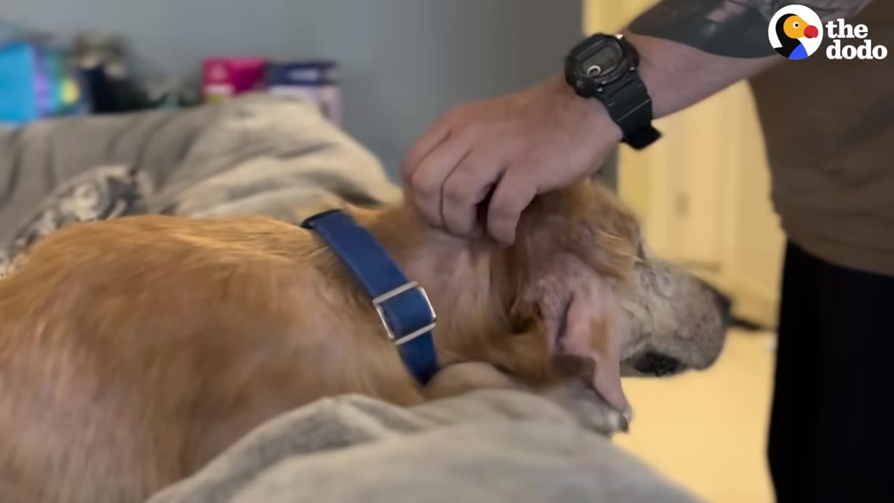 A golden retriever wearing a blue collar rests on a grey couch while a person's hand gently pets its head.