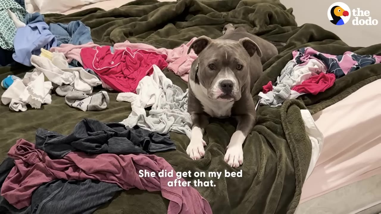 A gray and white pit bull dog lies on a bed covered with piles of colorful laundry, looking directly at the camera.