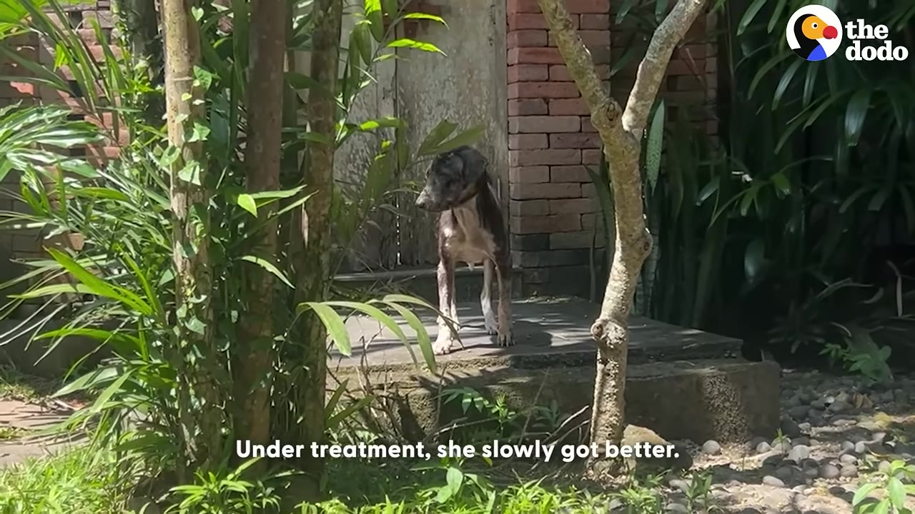 A thin, dark-furred dog stands on a concrete step outdoors surrounded by green foliage and trees.