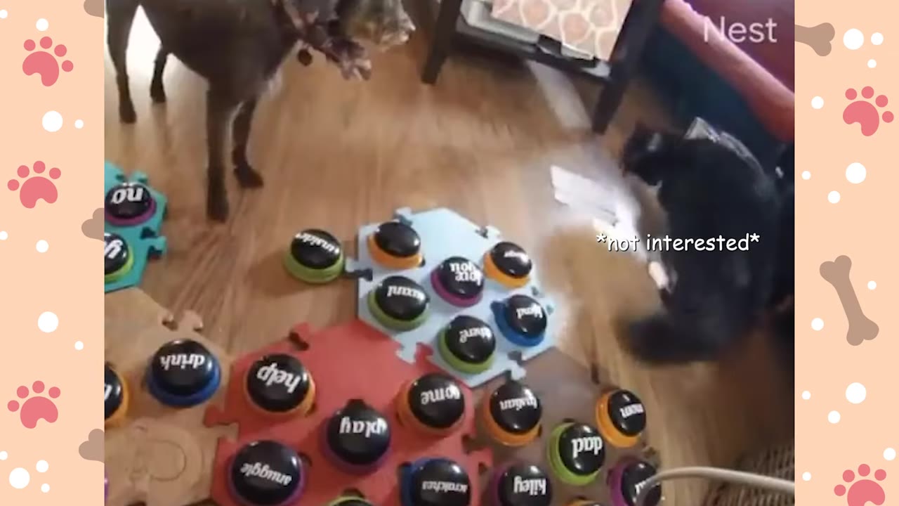 A brown dog stands near a collection of colorful communication buttons on the floor, while a fluffy black cat walks away nearby.