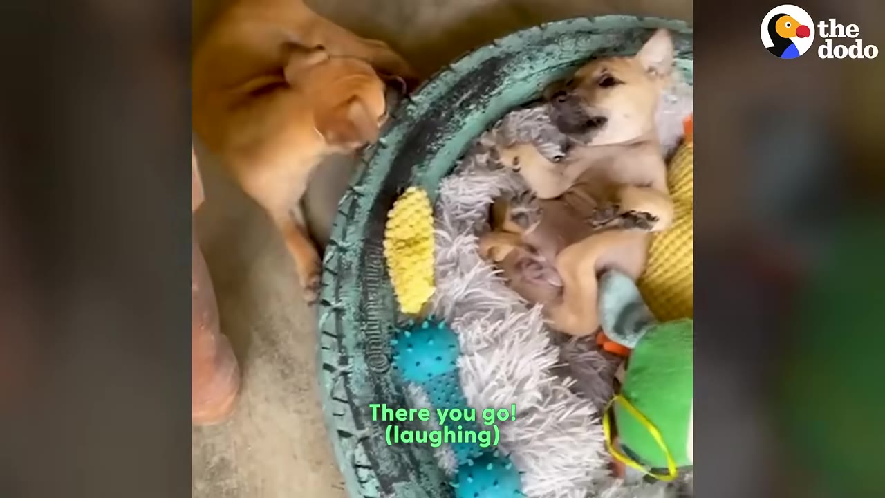 Two puppies playing, with one lying on its back in a cozy dog bed surrounded by toys.