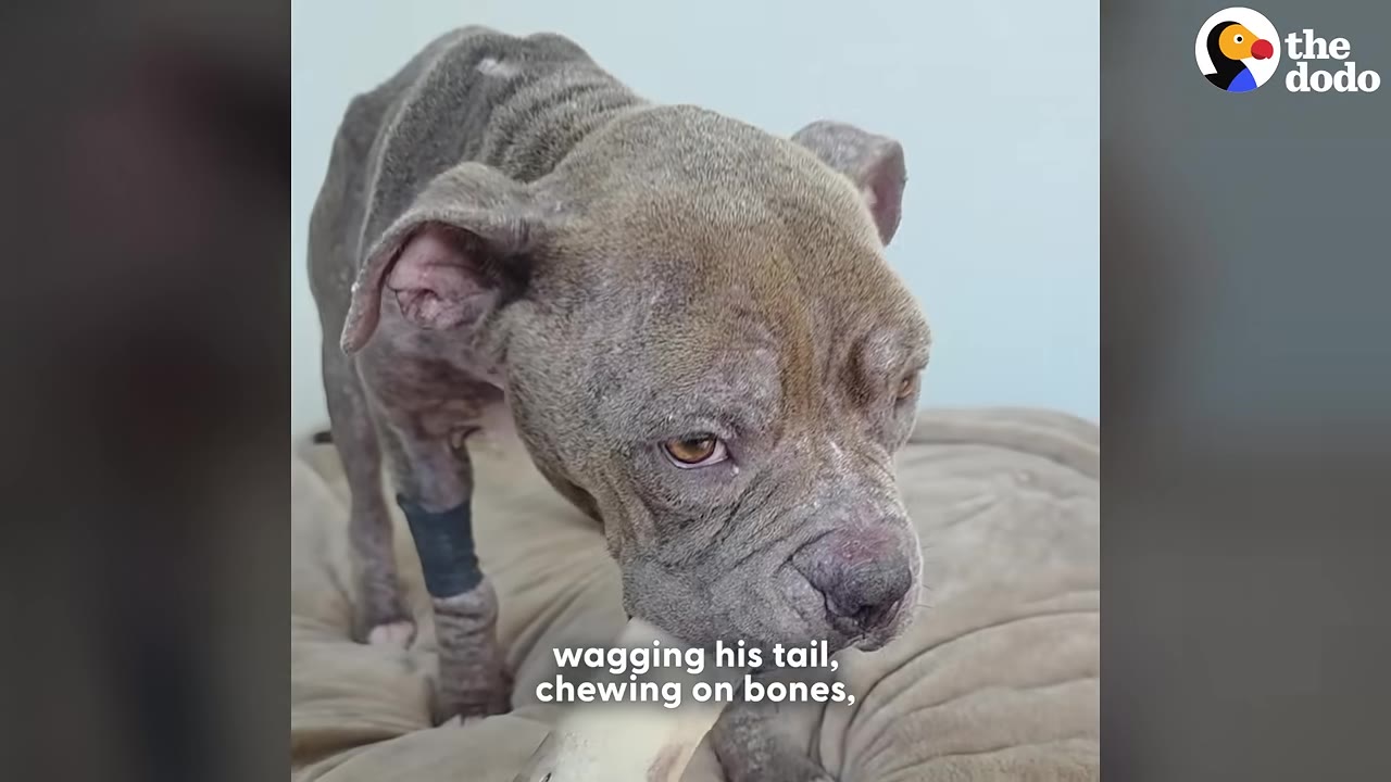 A grey pit bull dog with a bandaged front leg stands on a beige dog bed, chewing on a bone.
