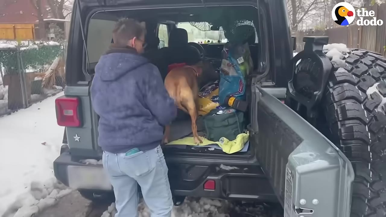 A person in a blue jacket stands at the open back of a green SUV, where a brown dog is standing inside the cargo area.