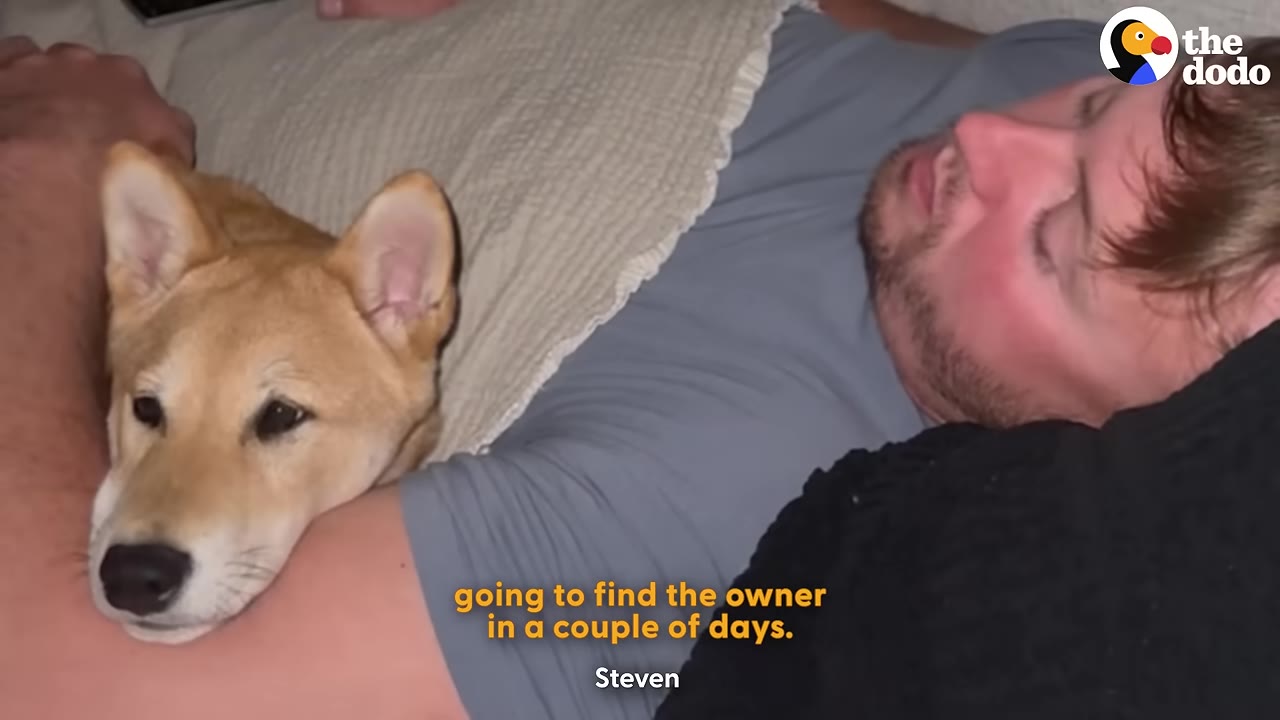 A man named Steven lying down with a Shiba Inu dog resting its head on his arm.