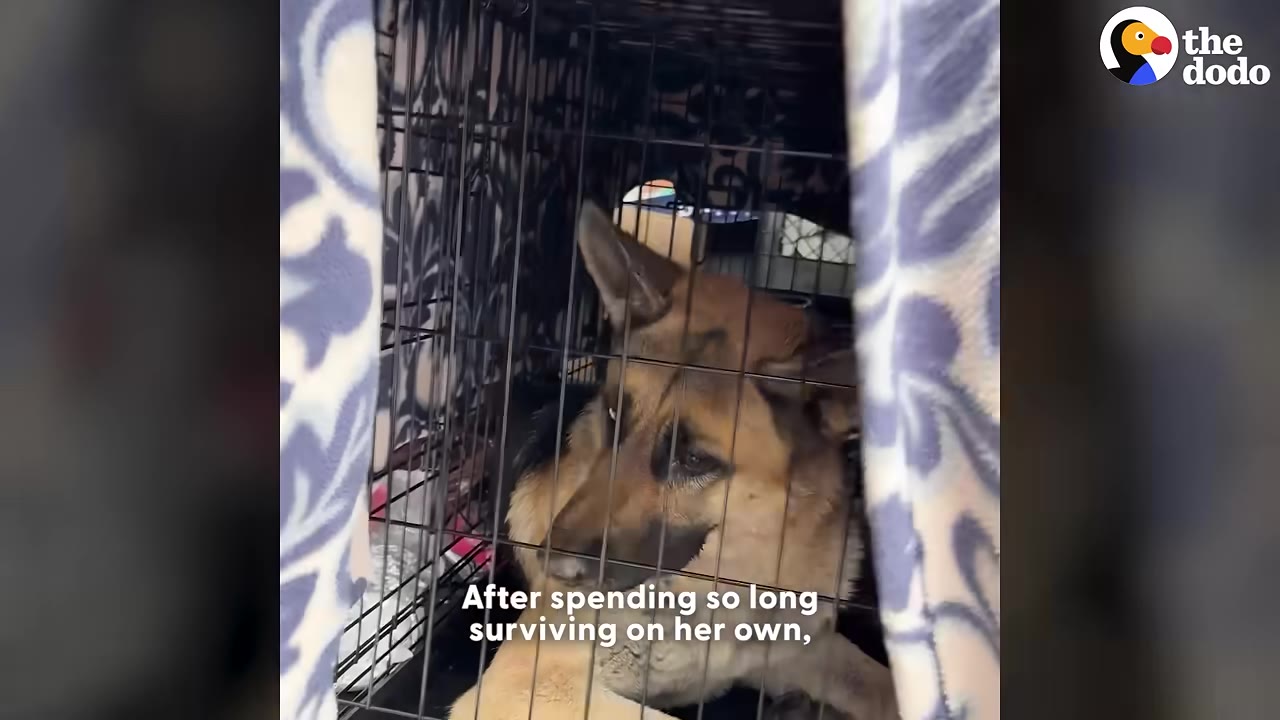 A German Shepherd dog lies inside a wire crate partially covered by a patterned blanket.