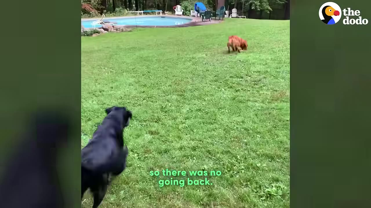 A black dog runs on a green lawn towards a brown dog in the distance near a swimming pool.