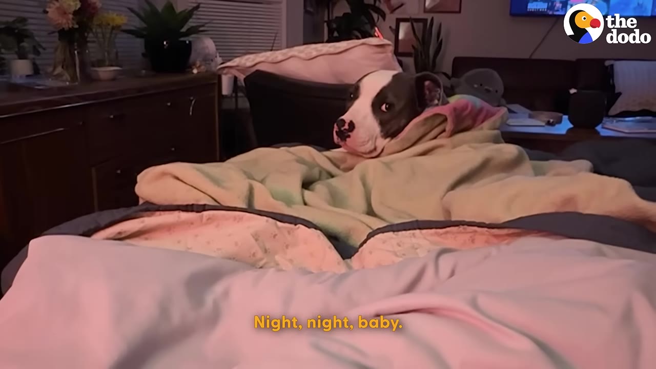 A grey and white pit bull tucked under a green blanket in a cozy bed, looking towards the camera.