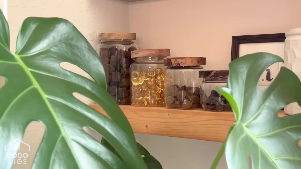 Four glass jars with wooden lids containing various dog treats and supplements lined up on a wooden shelf, partially framed by large green monstera leaves.