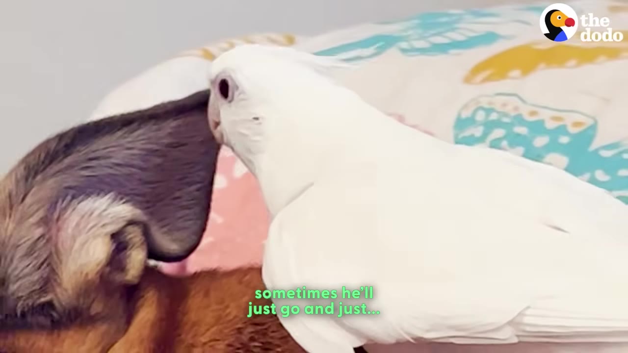 A white cockatiel gently nibbles on the ear of a brown dog.