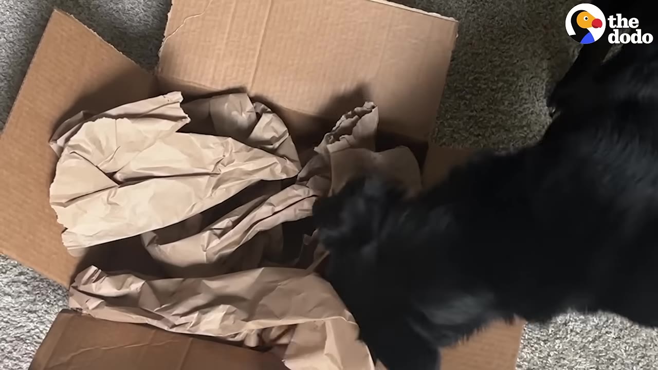 A black dog sniffs inside an open cardboard box filled with crumpled brown paper.