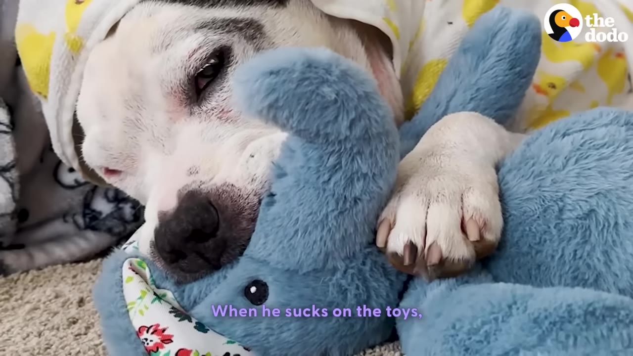 A white dog with black patches snuggles with a blue plush elephant toy while lying down on a carpet.