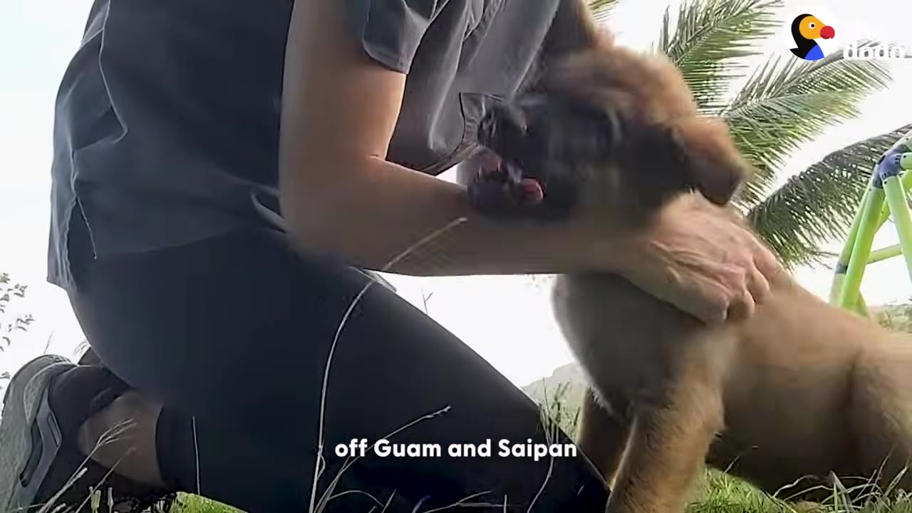 A person kneeling on the grass holds and pets a fluffy brown puppy, with palm trees in the background.