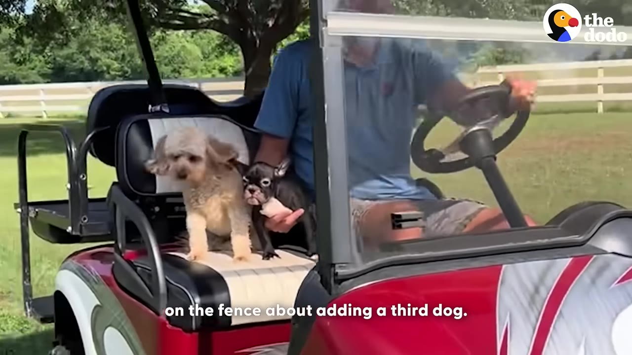 A man driving a red golf cart with two small dogs sitting on the passenger seat next to him.