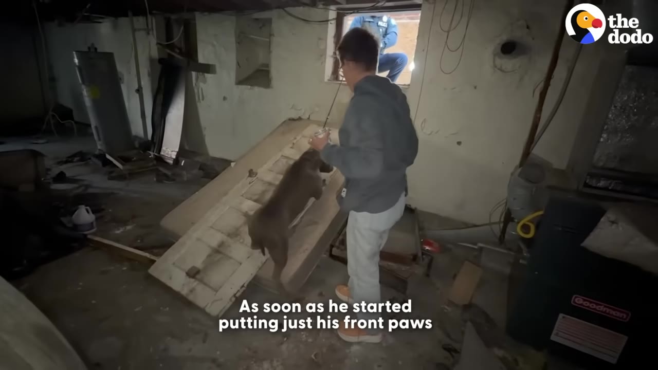 A person in a basement coaxes a large brown dog to walk up a makeshift ramp made from an old wooden door towards a small window.