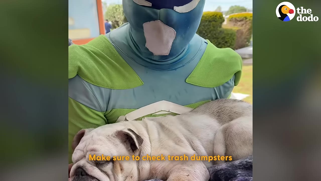 A person wearing a blue and green superhero mask and costume cradles a sleeping white bulldog in their arms.