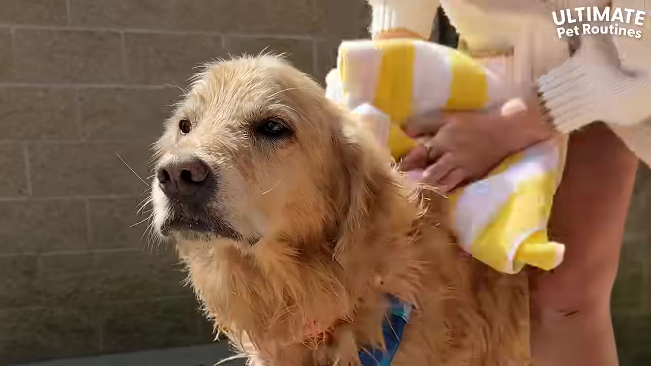 A wet golden retriever dog being dried off with a yellow and white striped towel by a person.
