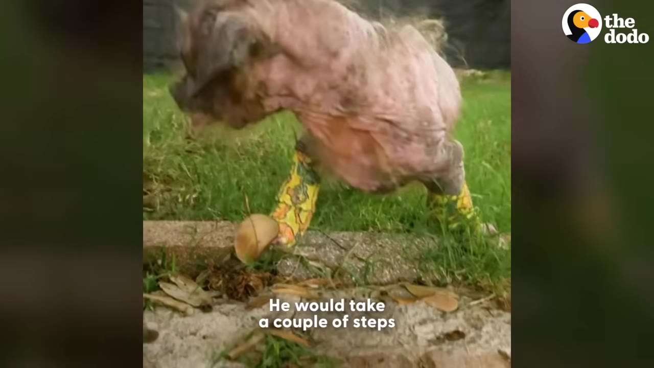 A small, hairless dog wearing yellow patterned leg wraps stands on a grassy lawn near a concrete border.
