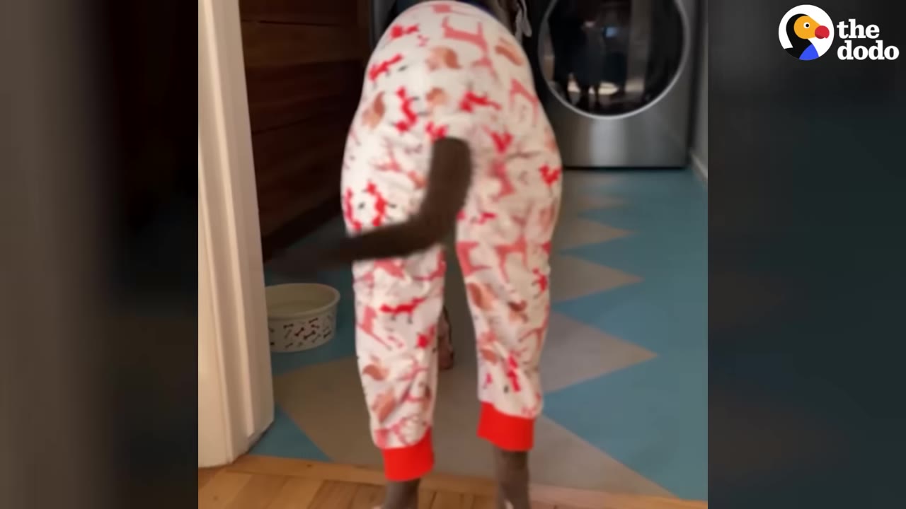 A dog wearing white pajamas with red patterns and red cuffs stands inside a house, viewed from behind.