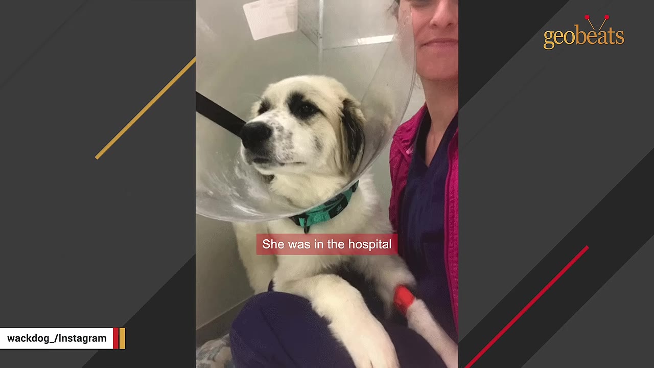 A fluffy white and tan dog wearing a clear plastic medical cone around its neck sits in a veterinary clinic with a red bandage on its front leg.