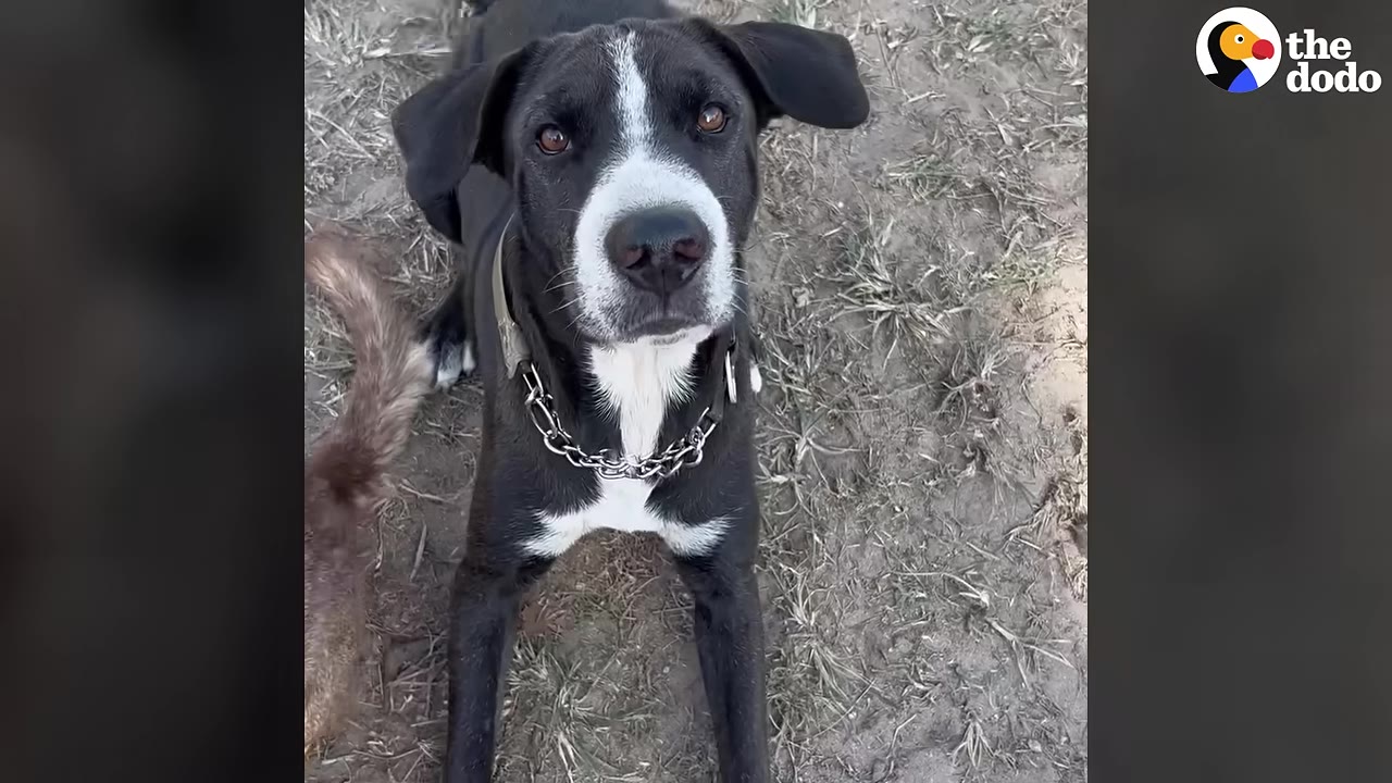 A black and white dog with floppy ears sits on the ground and looks up at the camera.