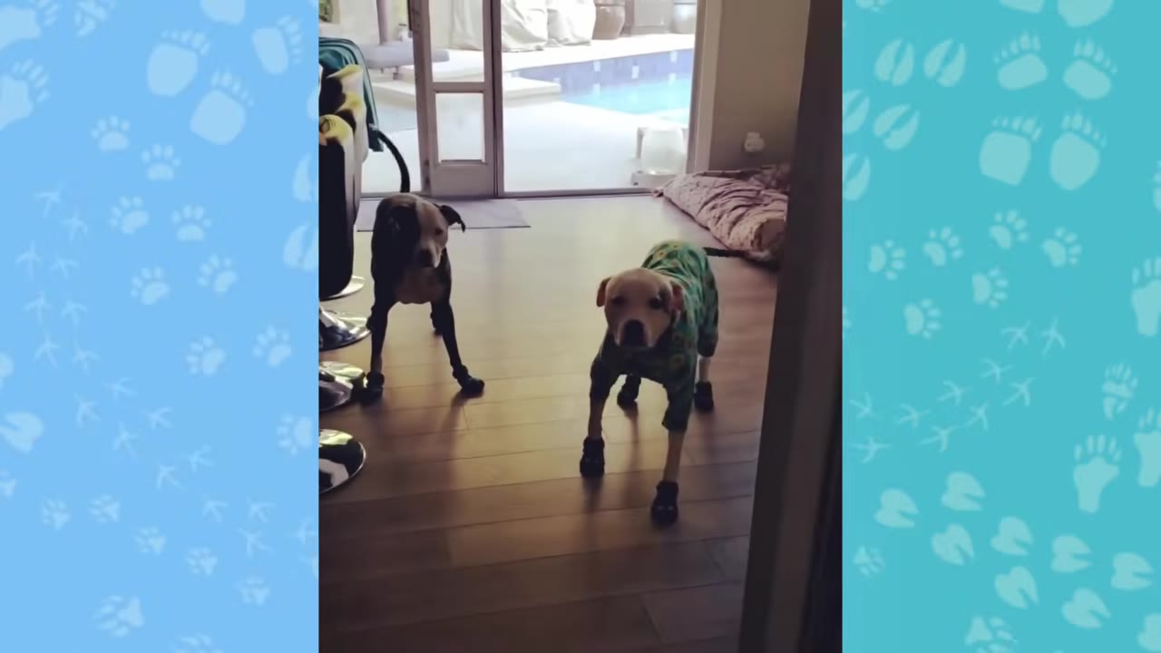Two dogs standing indoors on a wooden floor, with one wearing a green patterned shirt and black booties.