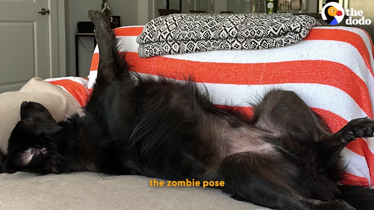 A black dog sleeping on its back on a couch with one front leg sticking straight up in the air.