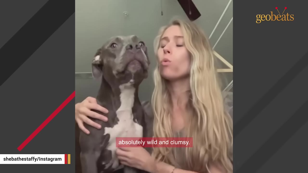 A grey and white pit bull dog with wide eyes and a funny expression sits next to a blonde woman who is making a whistling face.