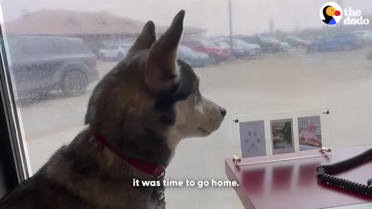 A husky-mix dog with a red collar looks out a window next to a desk with small framed photos.