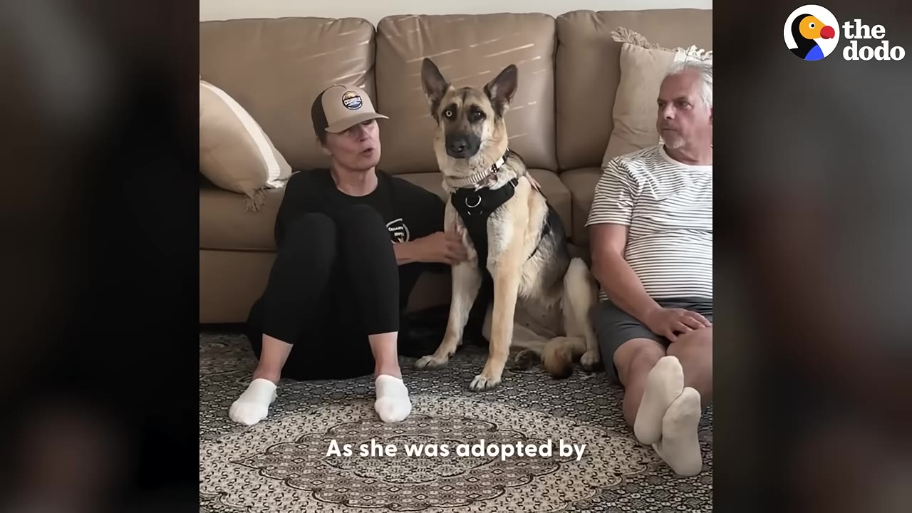 A German Shepherd with one blue eye and one brown eye sits on a patterned rug between a woman wearing a baseball cap and a man in a striped shirt, in front of a tan couch.