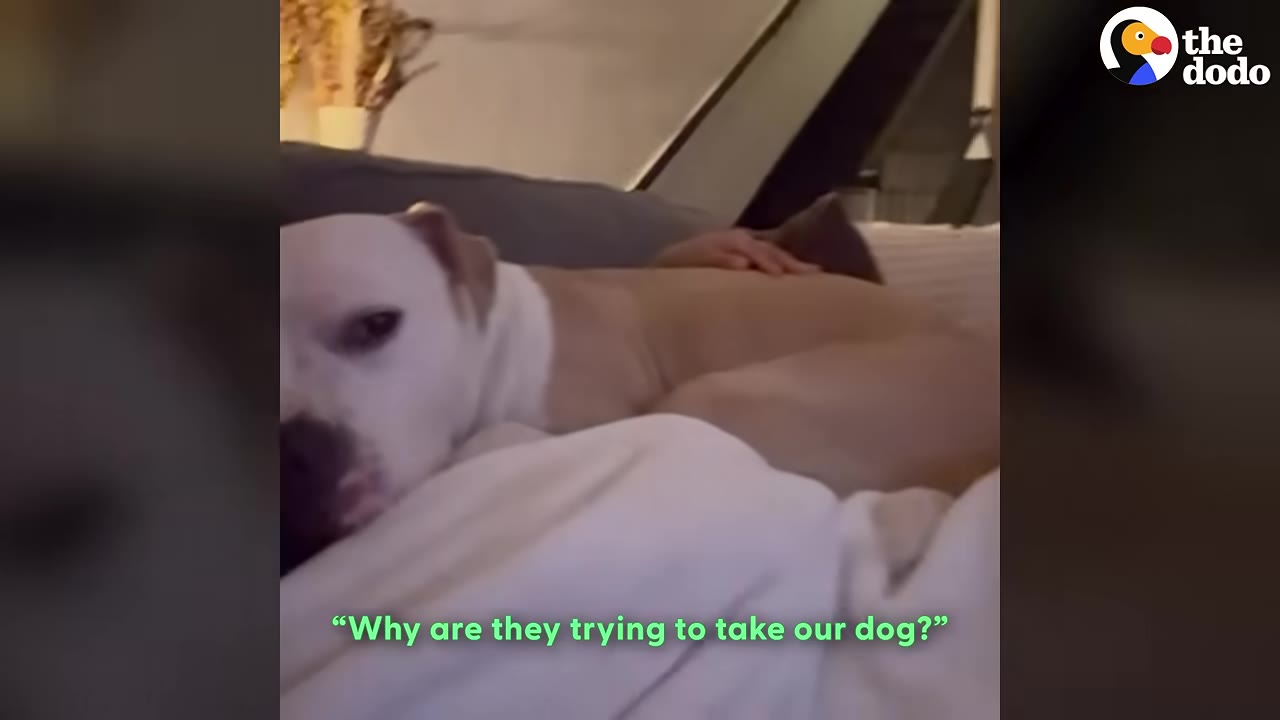 A white dog lies on a bed while being gently petted, with a subtitle reading, 'Why are they trying to take our dog?'