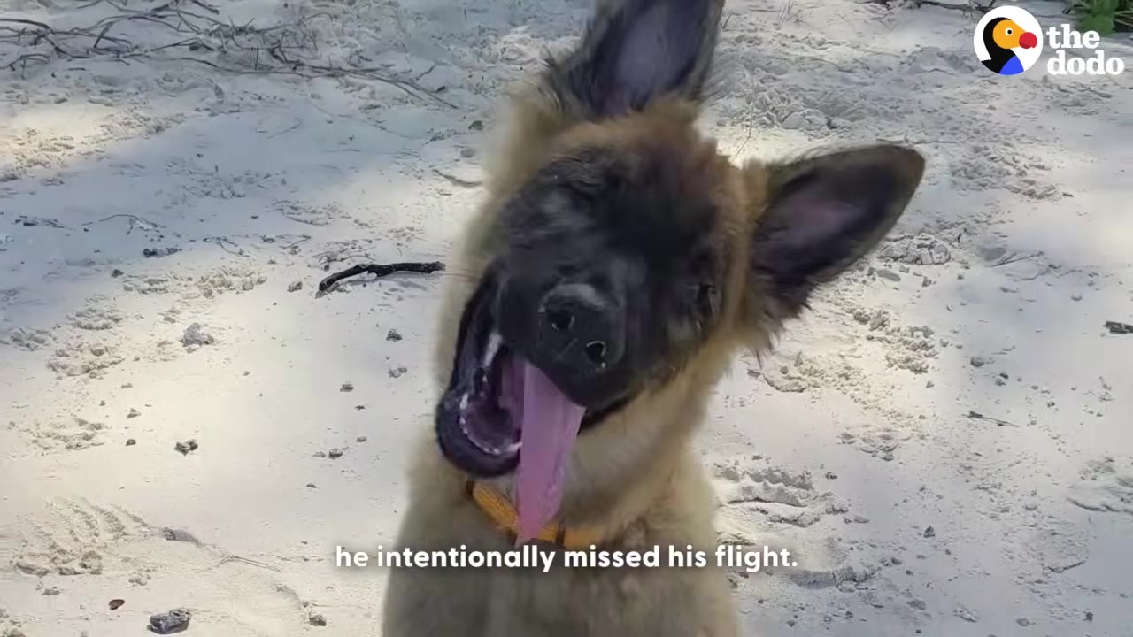 A fluffy brown puppy with large ears tilts its head and pants happily on a sandy beach.