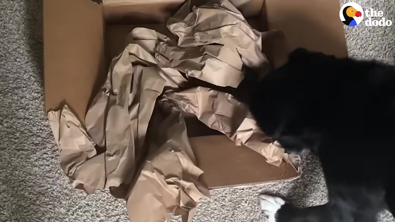 A black dog with a white paw sniffs inside a cardboard box filled with crumpled brown packing paper.