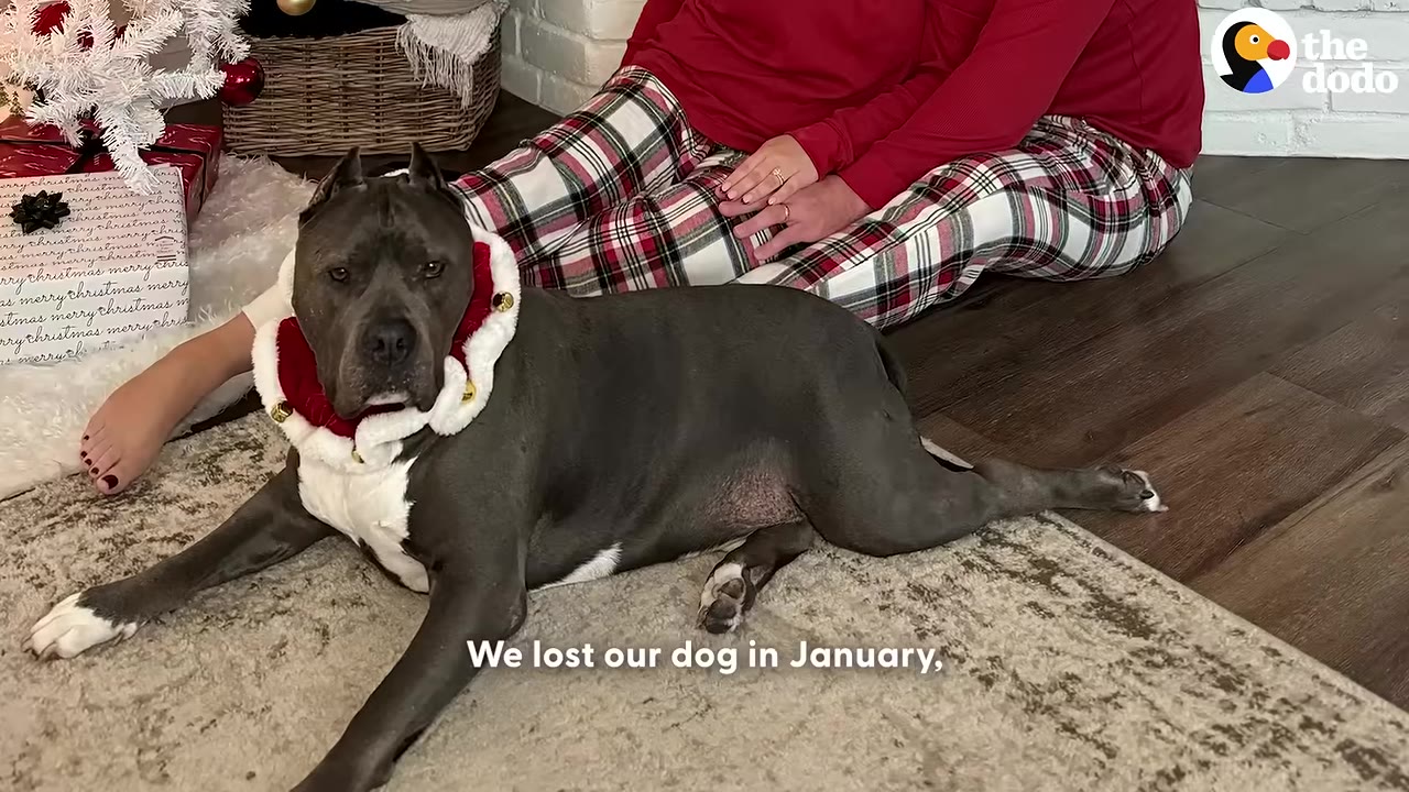 A large grey pitbull-type dog wearing a festive red and white collar lies on a rug next to a person in plaid pajama pants.
