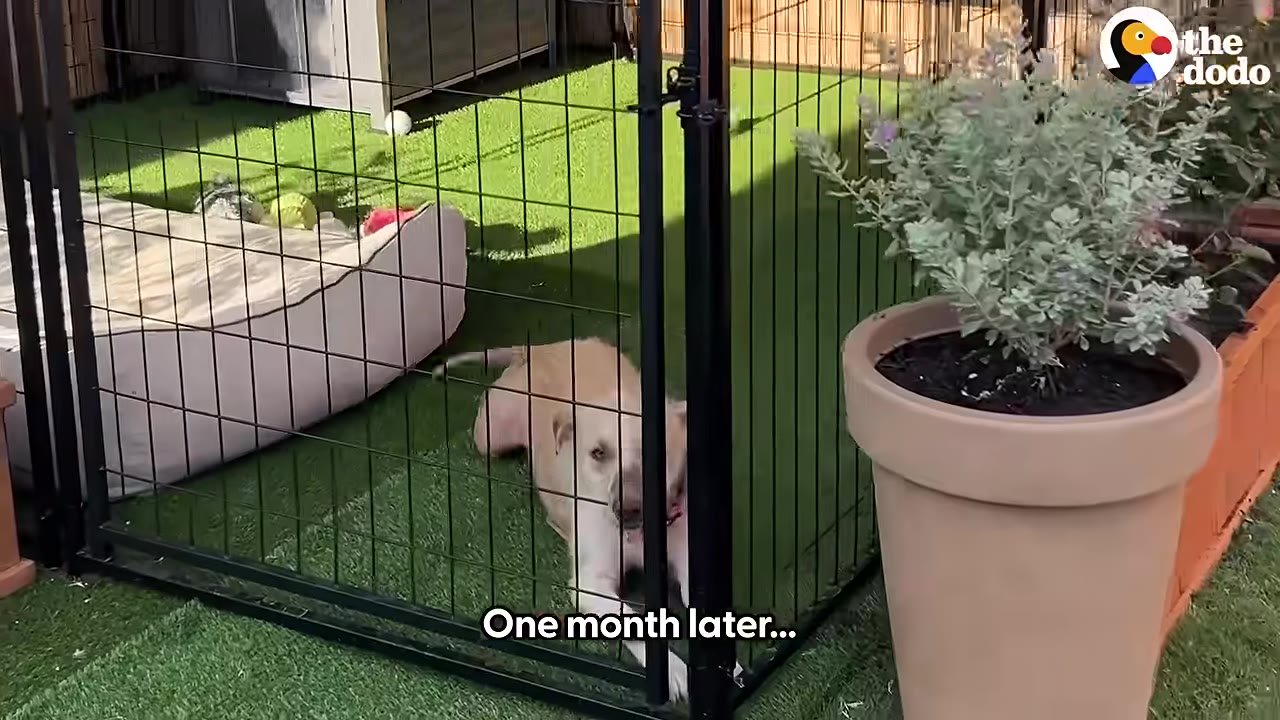A light brown dog lies on green artificial turf inside a black wire enclosure, with a text overlay that reads 'One month later...'