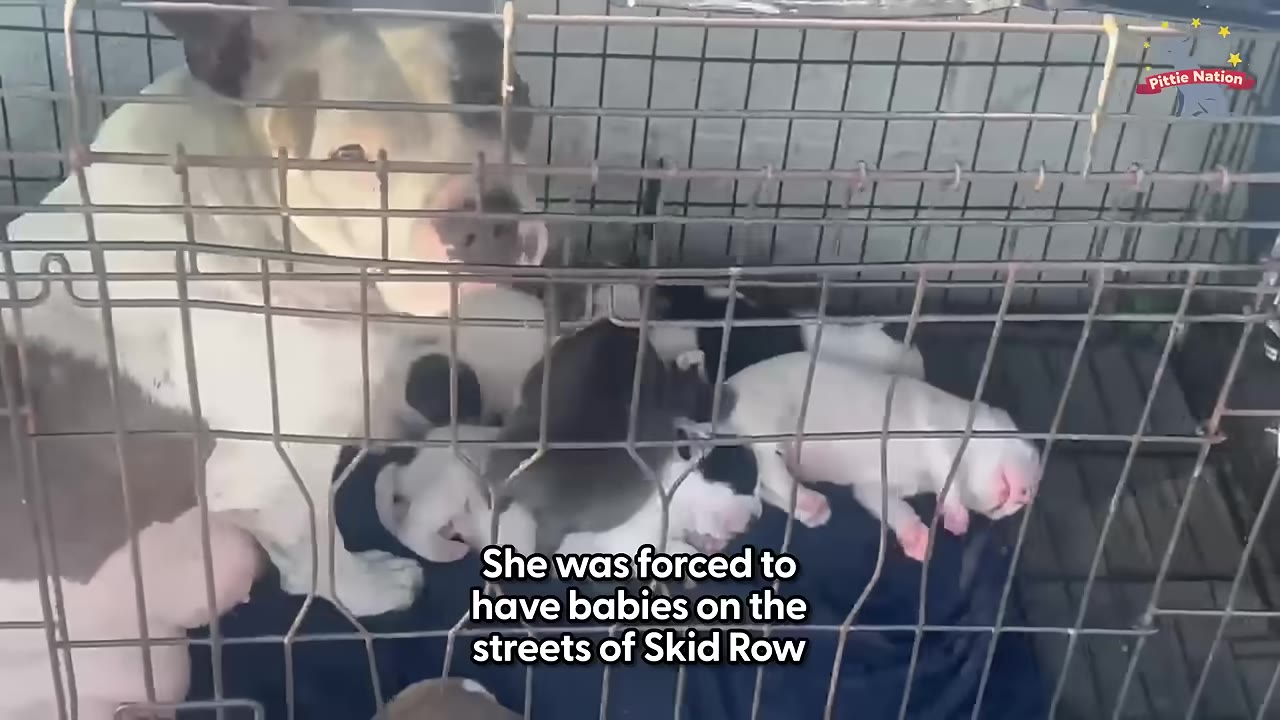 A black and white mother dog sits inside a wire cage with her newborn puppies huddled together on a dark blanket.