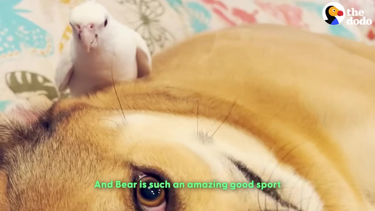 A close-up of a patient tan dog lying down with a small white bird perched on its back.