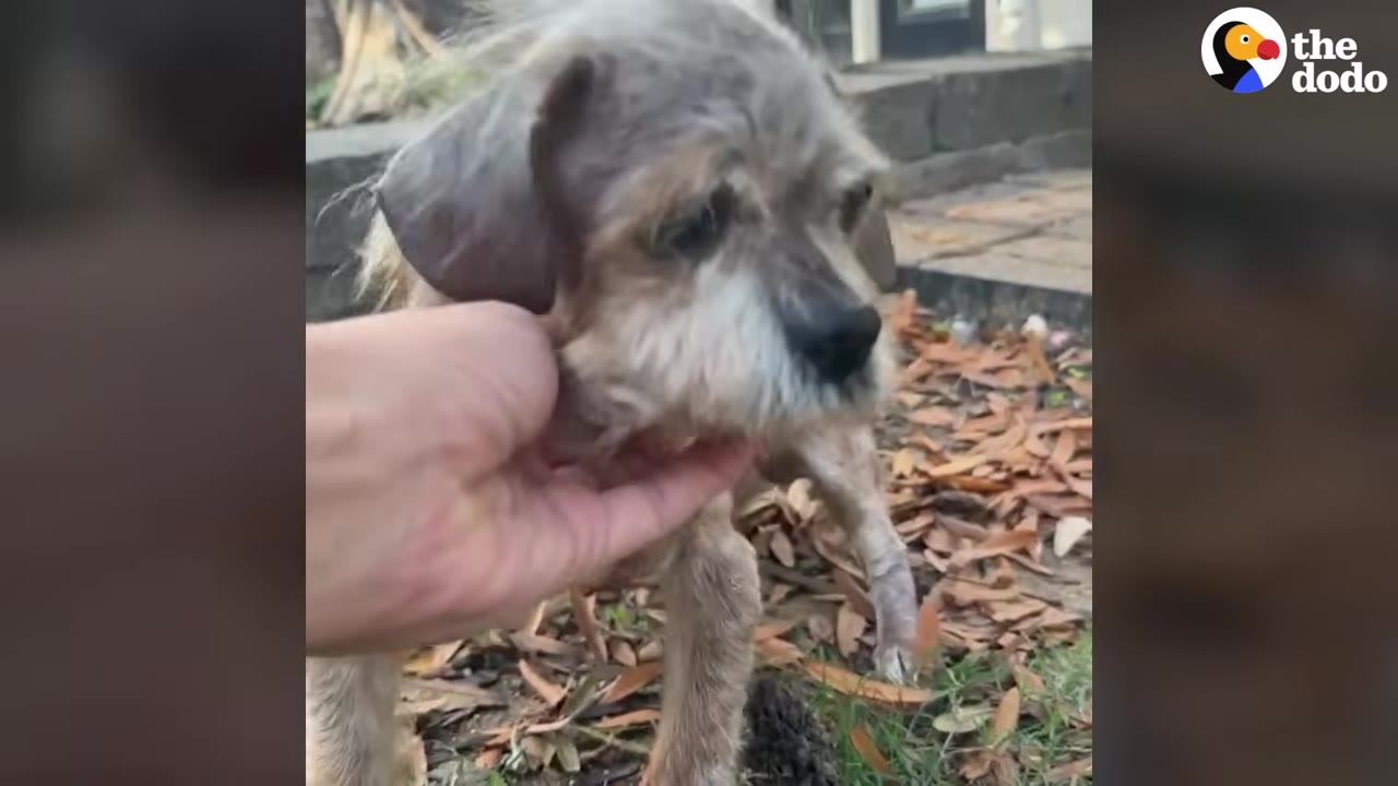 A person's hand gently scratches the chin of a small, scruffy brown and grey dog standing outside on a patch of grass and dry leaves.