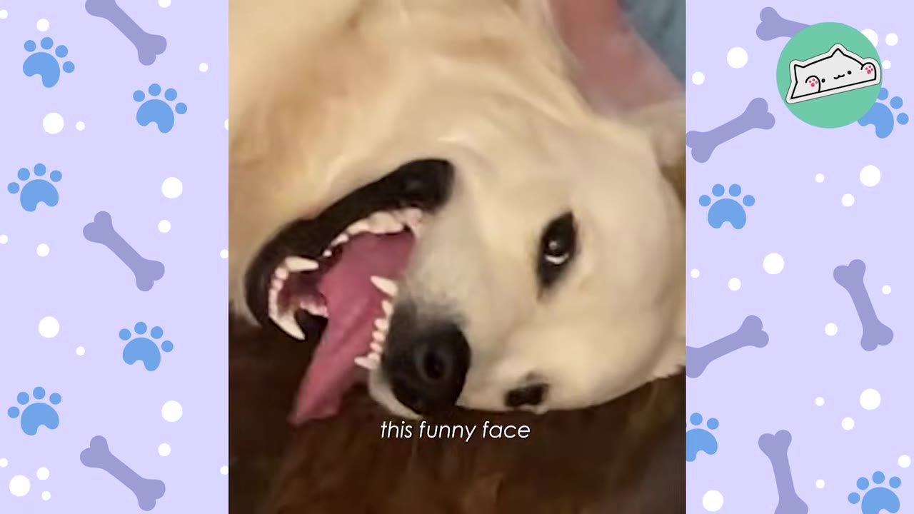 A close-up of a golden retriever lying on his back, looking at the camera with a wide-open mouth, tongue out, and a silly expression.