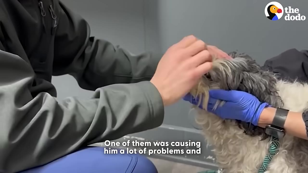 A close-up shot of a small, fluffy dog being examined by a person wearing a grey jacket, while another person wearing blue gloves gently holds the dog's head.